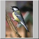 Parus major - Kohlmeise 02.jpg